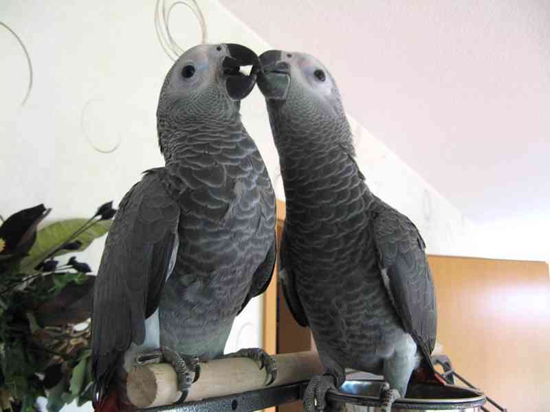 7 měsíců starý papoušek šedý k adopci k adopci - foto 1