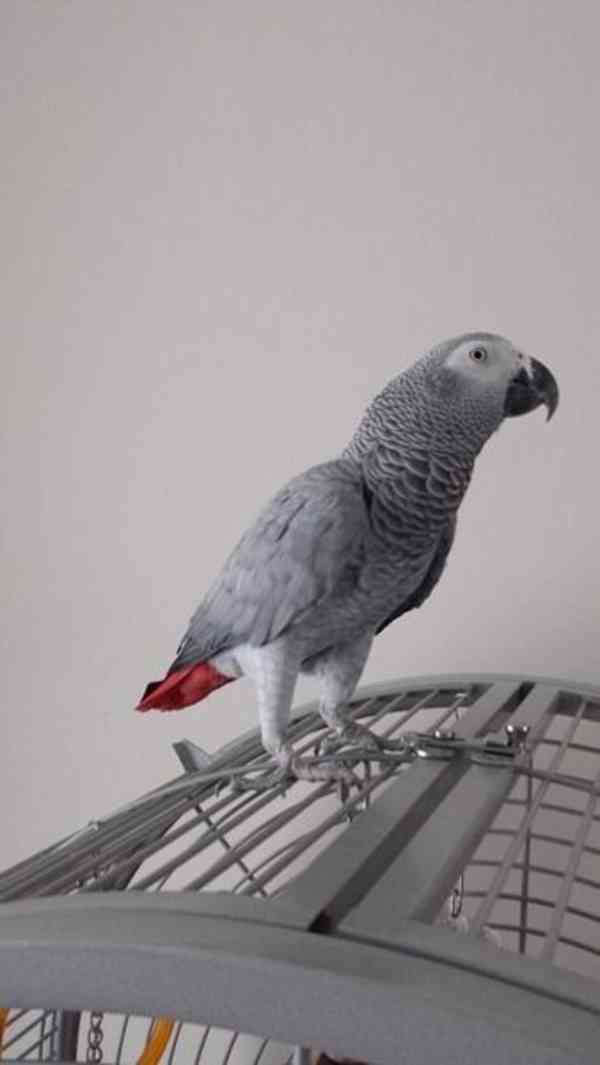 7 měsíců starý papoušek šedý k adopci k adopci - foto 3