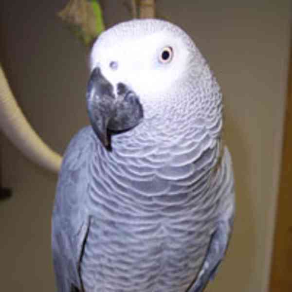 7 měsíců starý papoušek šedý k adopci k adopci - foto 2
