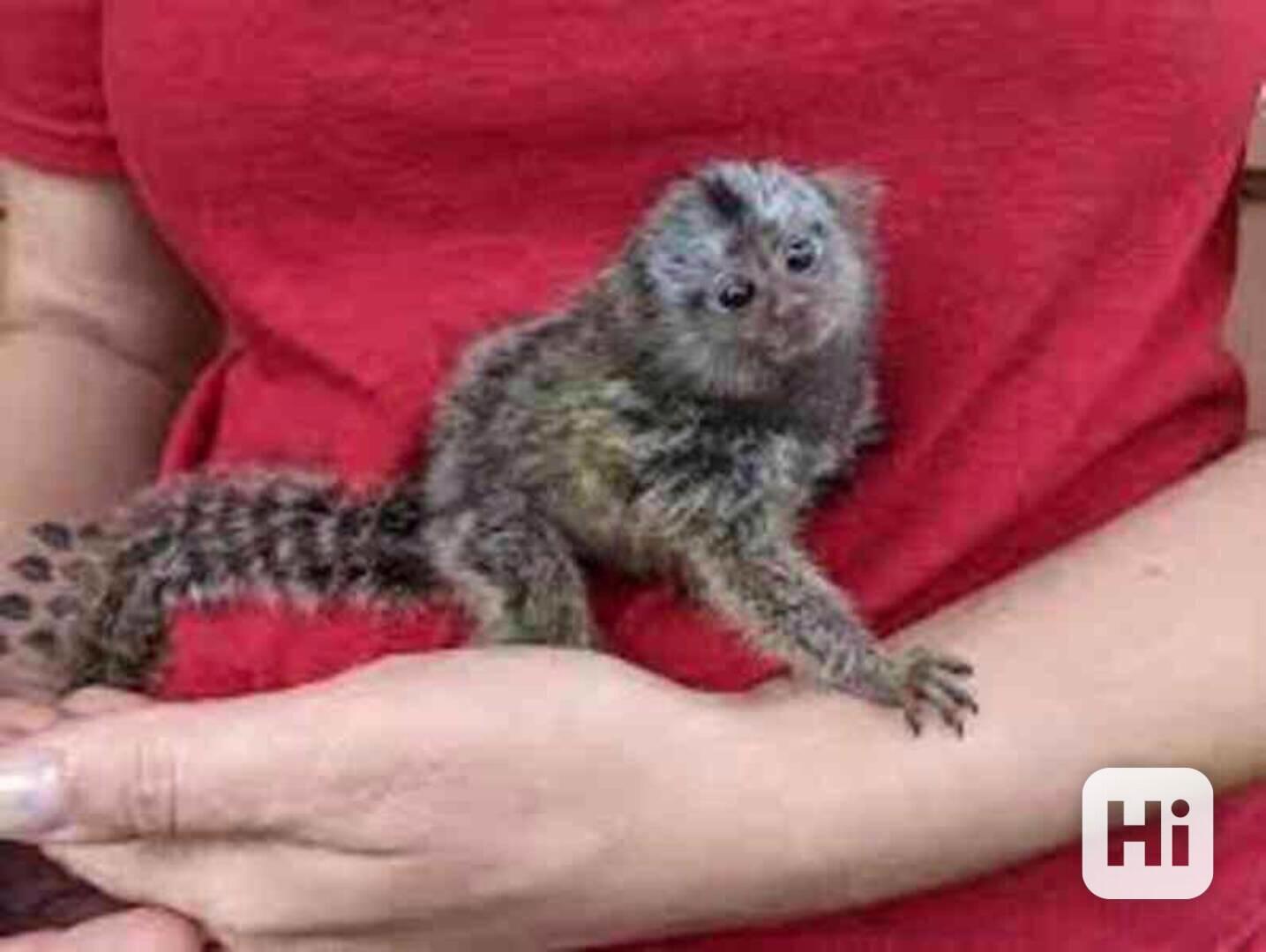 vycvičené opice kosmany k adopci - foto 1