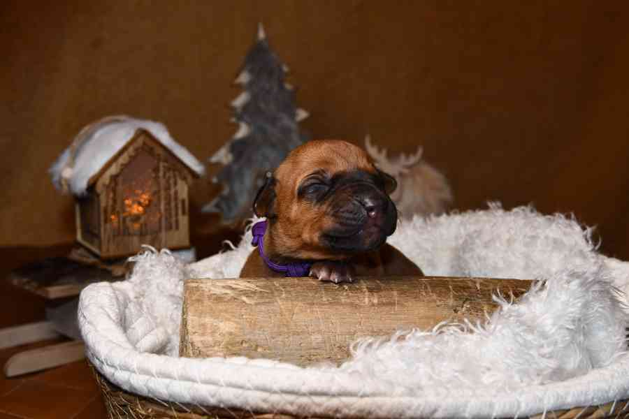 Rhodeský Ridgeback - štěňátka s PP - foto 7