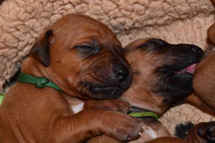 Rhodeský Ridgeback - štěňátka s PP - foto 5