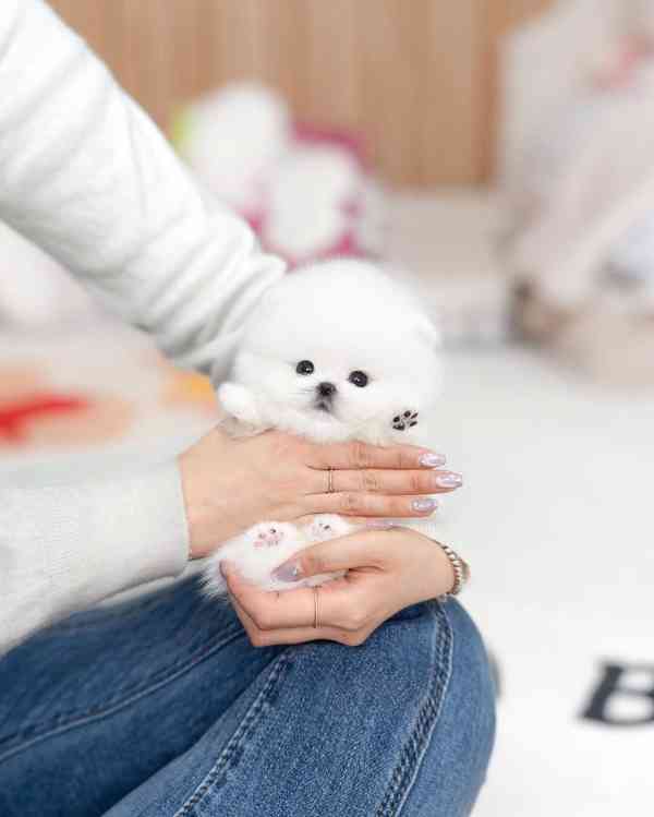 Nádherná štěňata mini pomeranianů – vychovaná s láskou - foto 1