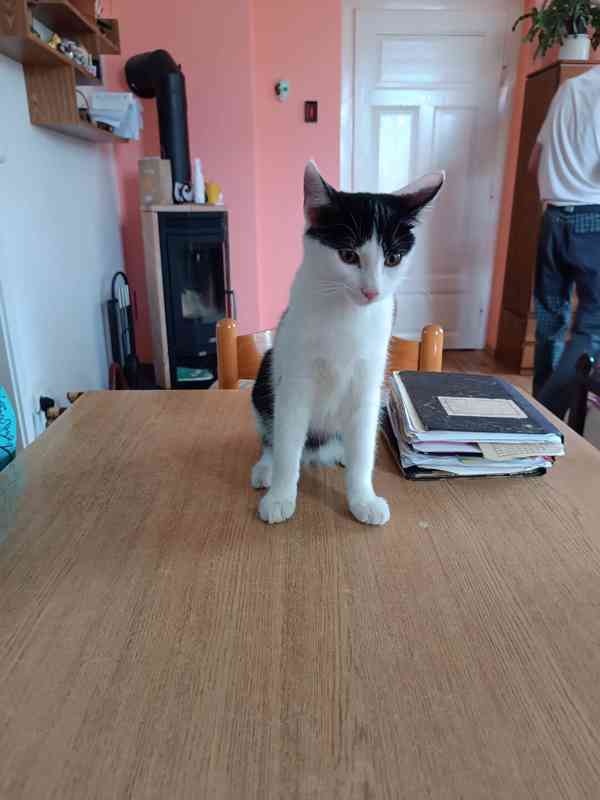 Milý, hravý 4měsíční černobílý Sam  - foto 2