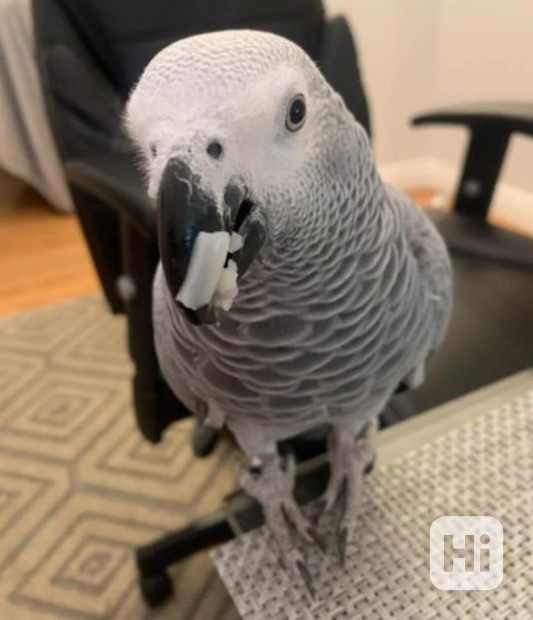 Super přátelští šedí pudlové - foto 1