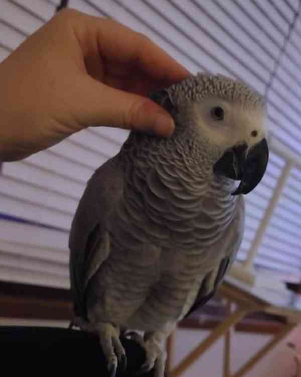 Super přátelští šedí pudlové - foto 3