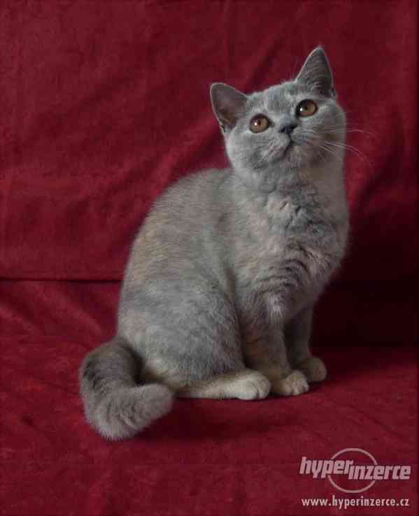 Vymazlená Britská koťátka s PP - foto 2