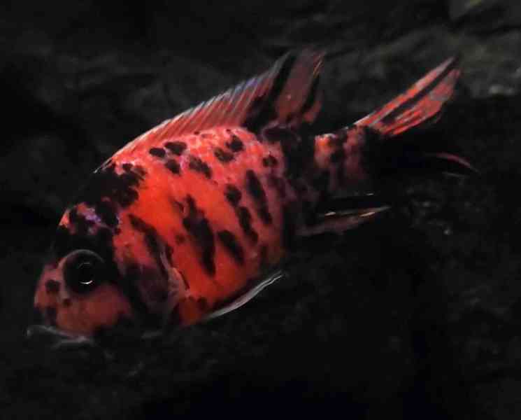 Tlamovci Malawi  - foto 30