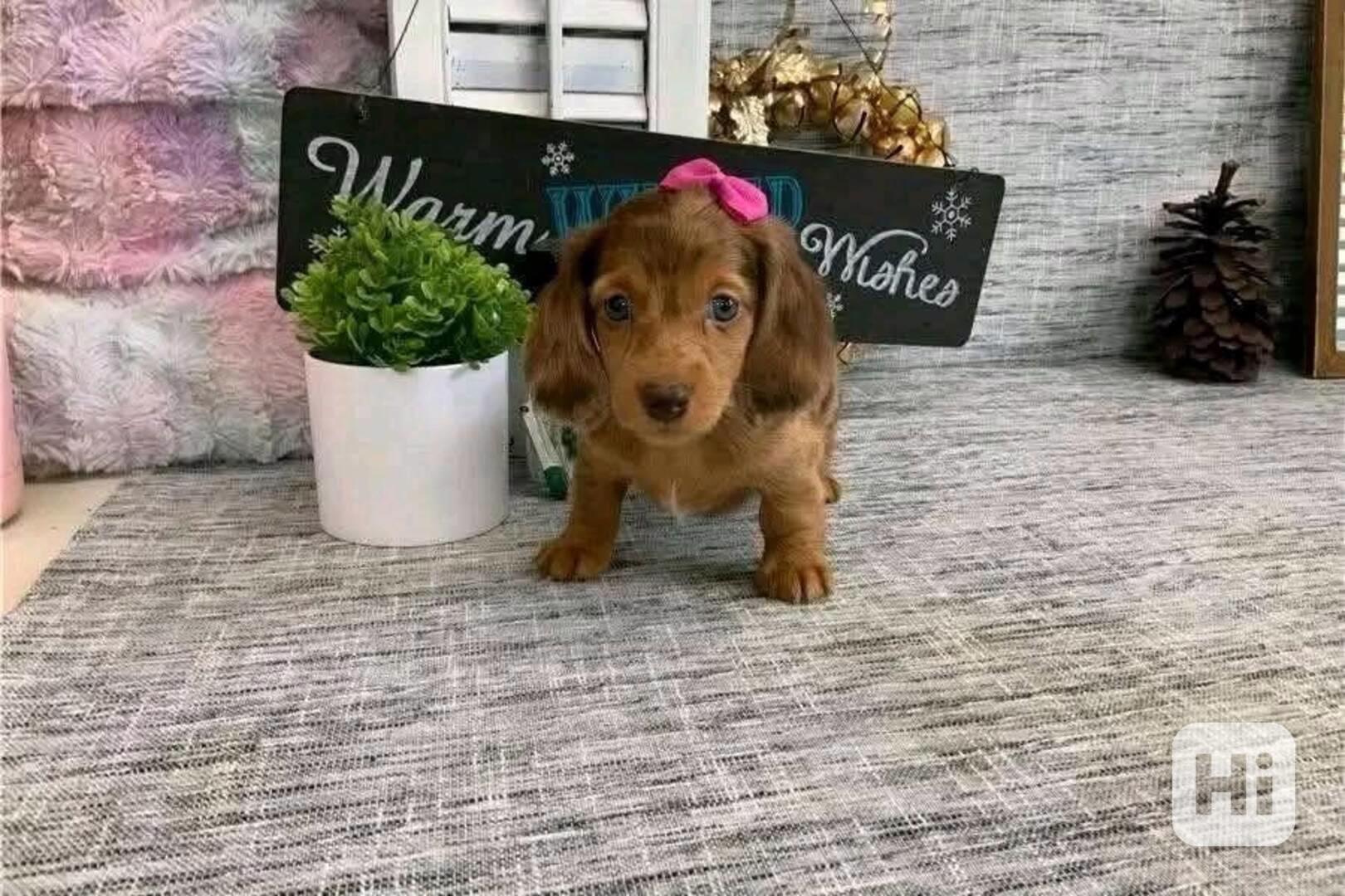 Pes a fena štěňata jezevčíka - foto 1