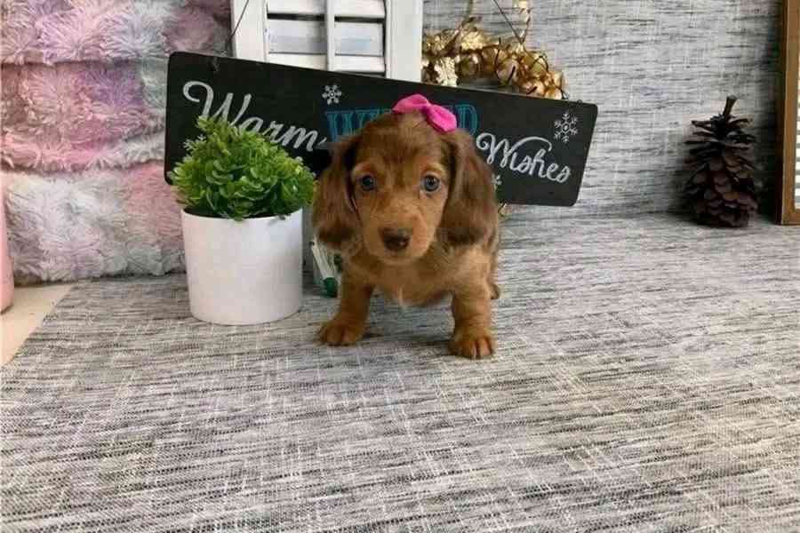 Pes a fena štěňata jezevčíka - foto 1