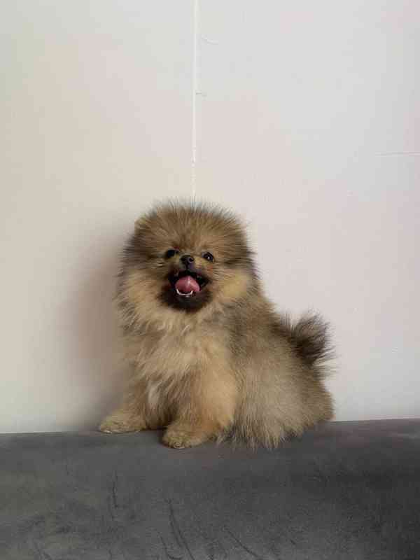 Prodej pomeraniana - foto 2