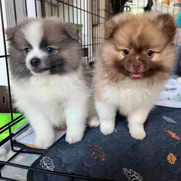 Prodej pomeraniana - foto 3