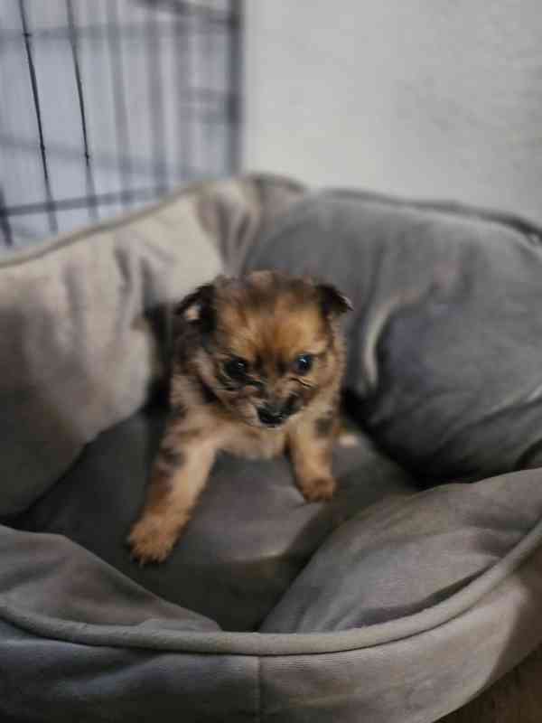 Prodej pomeraniana - foto 6