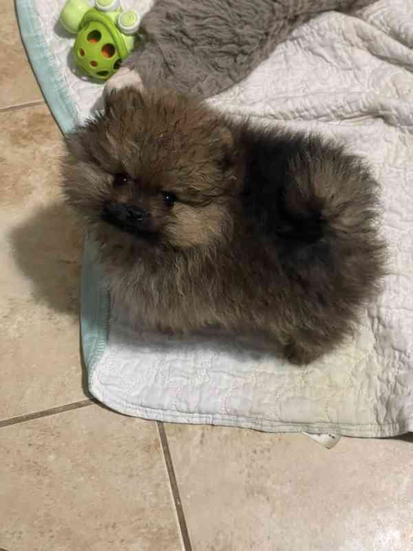 Prodej pomeraniana - foto 4