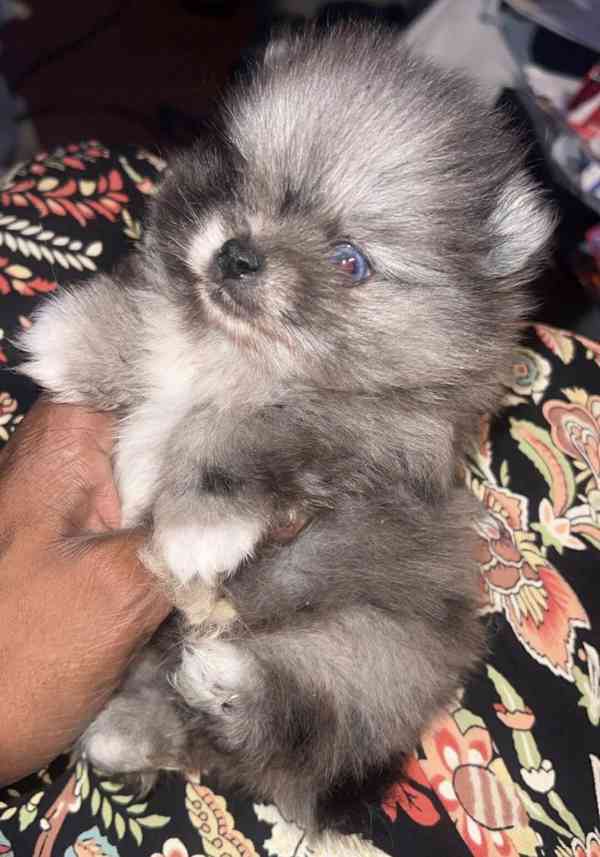 Prodej pomeraniana - foto 5