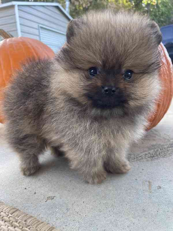 Prodej pomeraniana - foto 1