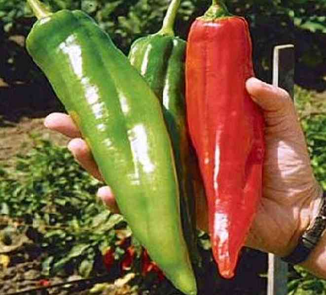 Sazenice Chilli Big Jim - foto 1