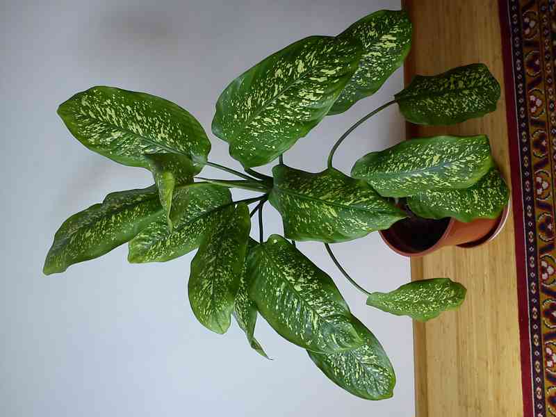 Difenbachie, vzrostlé, dekorativní - foto 2