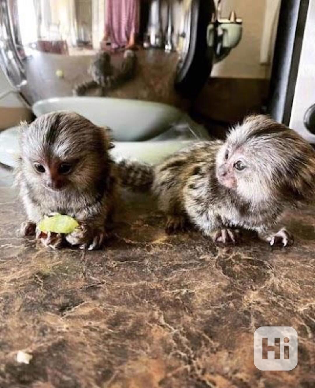 K prodeji je miminko marmoset. - foto 1