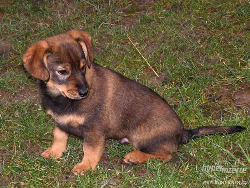 Štěně křížence - foto 1