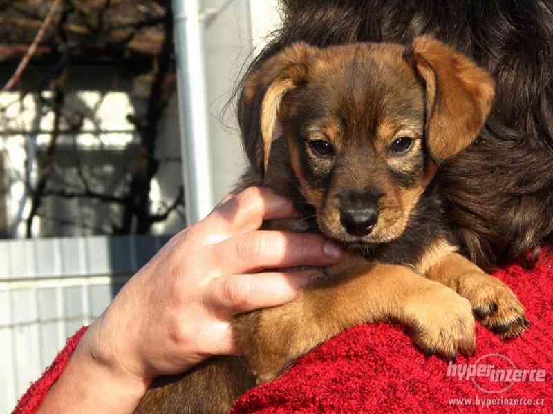 Štěně křížence - foto 2