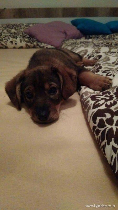 Štěně křížence - foto 3