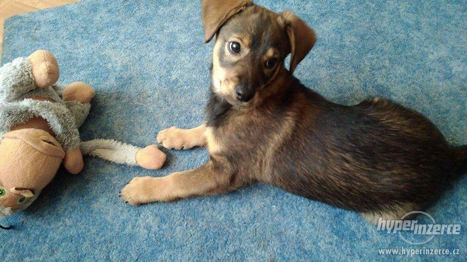 Štěně křížence - foto 4