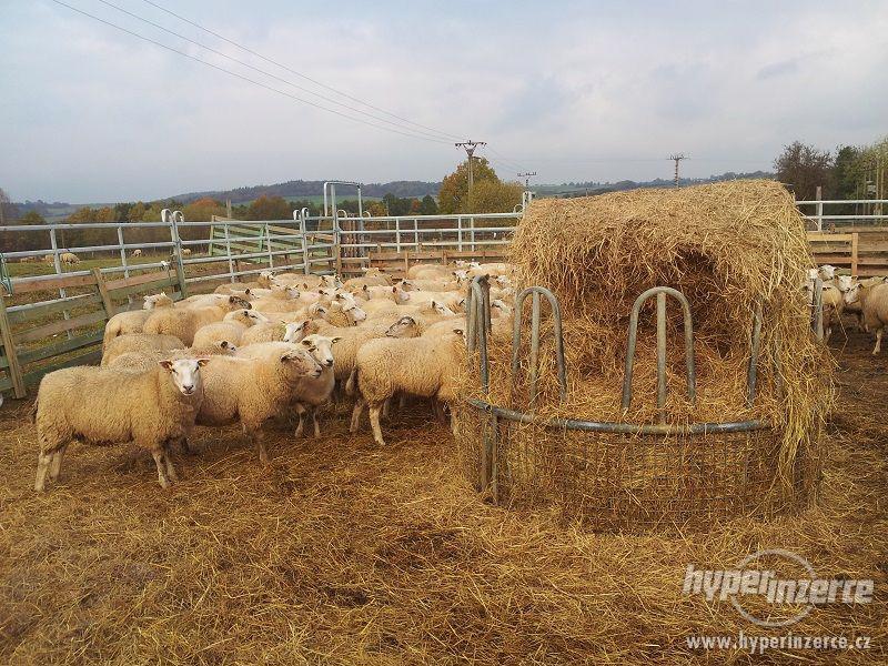 Prodám stádo ovcí Texel (kříženky) - foto 1