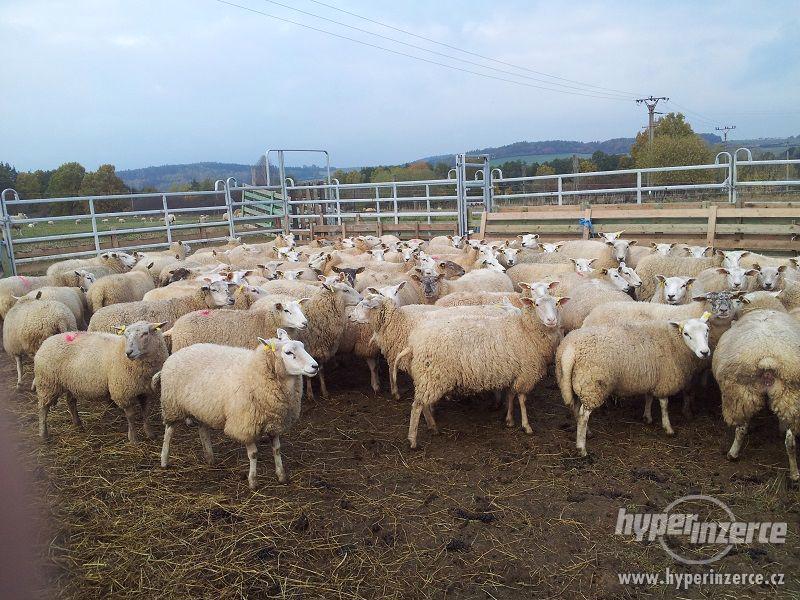 Prodám stádo ovcí Texel (kříženky) - foto 2