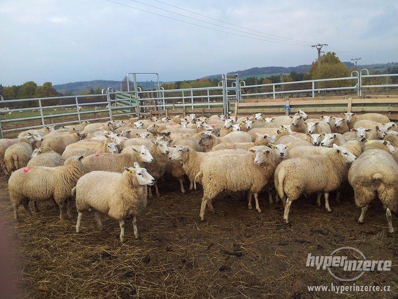 Prodám stádo ovcí Texel (kříženky) - foto 3