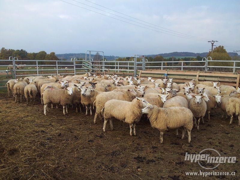 Prodám stádo ovcí Texel (kříženky) - foto 4