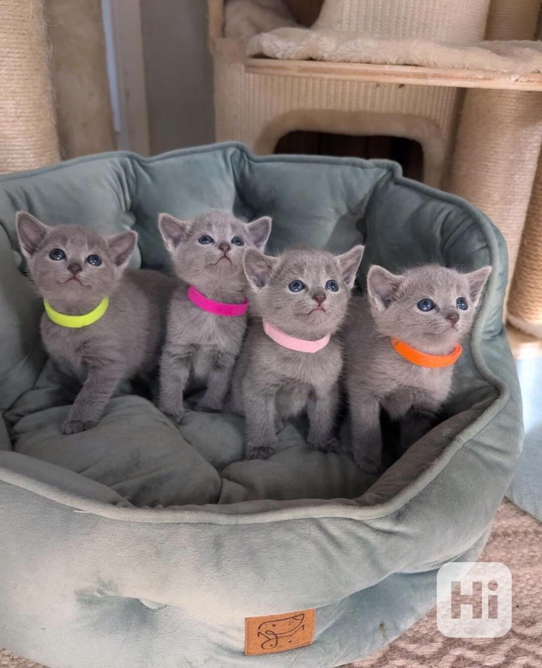 Roztomilá a bezplatná ruská modrá koťátka k bezplatné adopci - foto 1