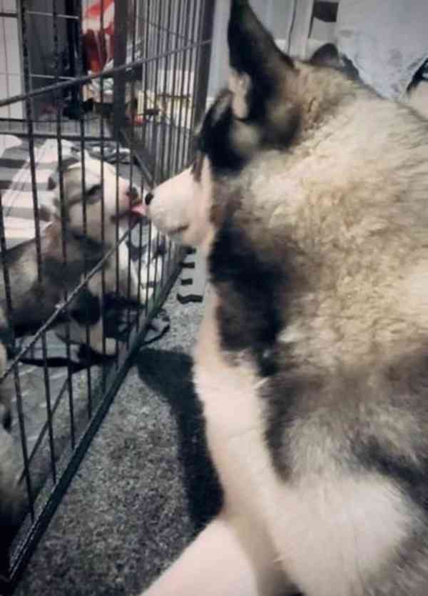 Sibiřští husky - foto 5