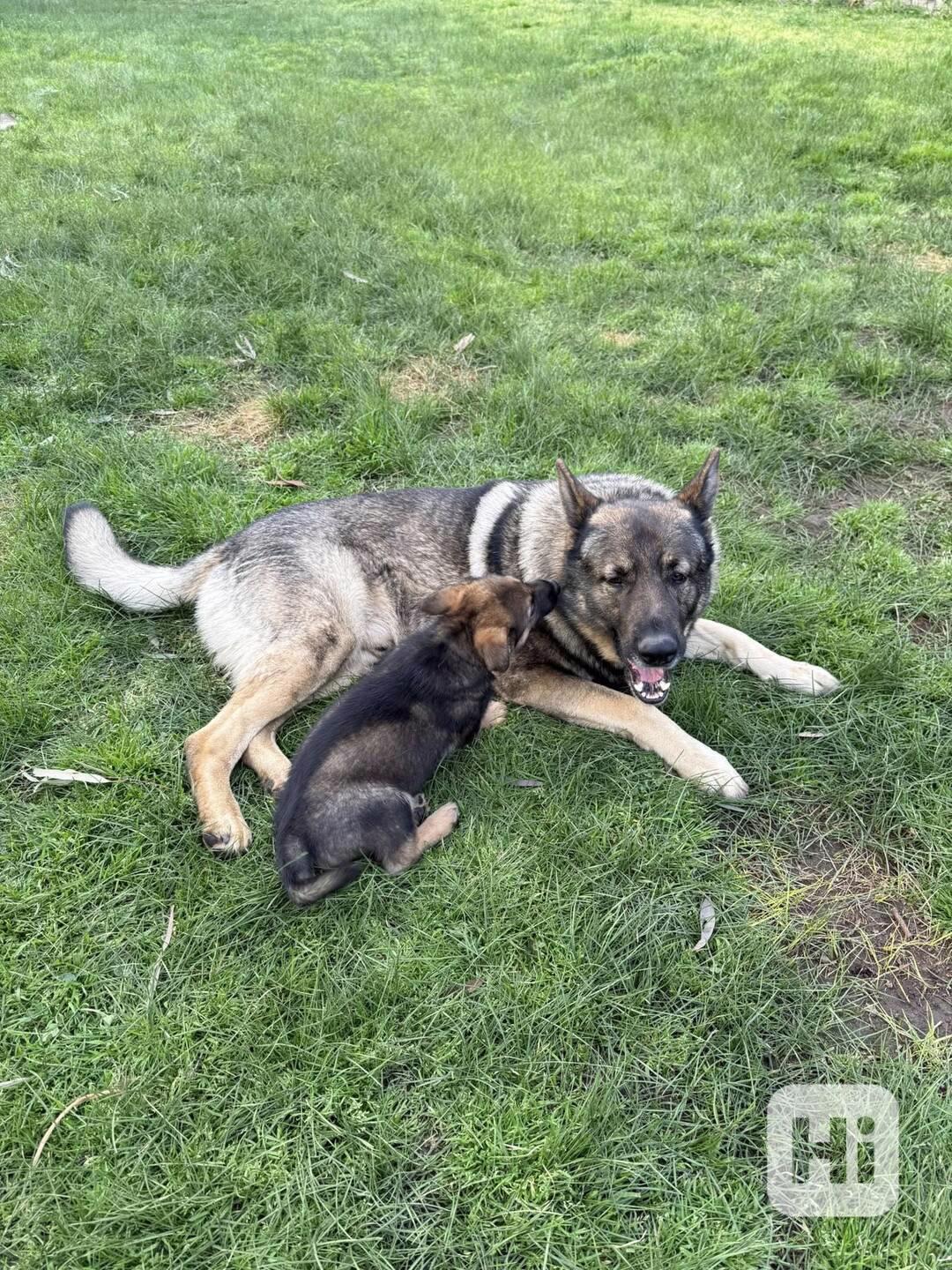 Vynikající štěňata německého ovčáka - foto 1