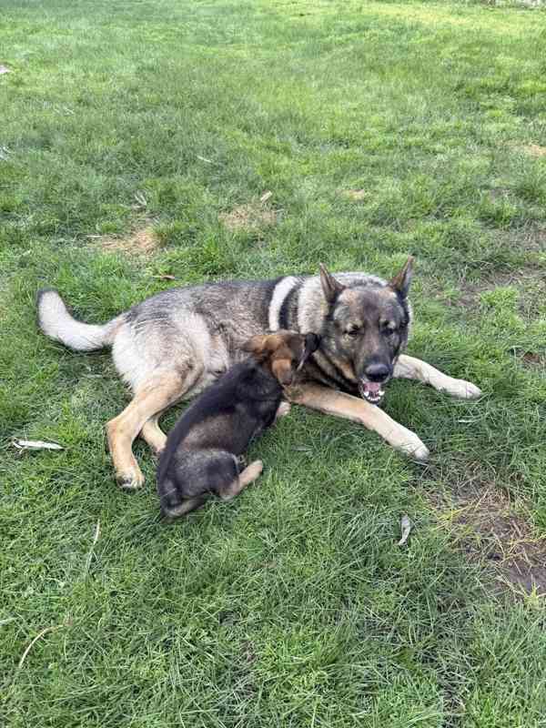 Vynikající štěňata německého ovčáka - foto 1