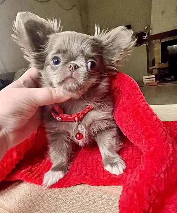 🌟 Čivava štěňátko – připravené přinést radost do vašeho dom - foto 4