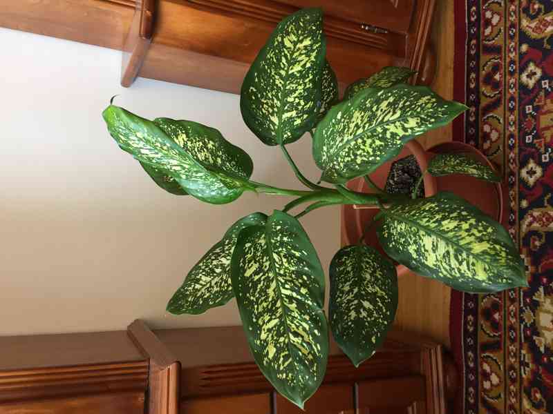 Difenbachie, vzrostlé, dekorativní - foto 2