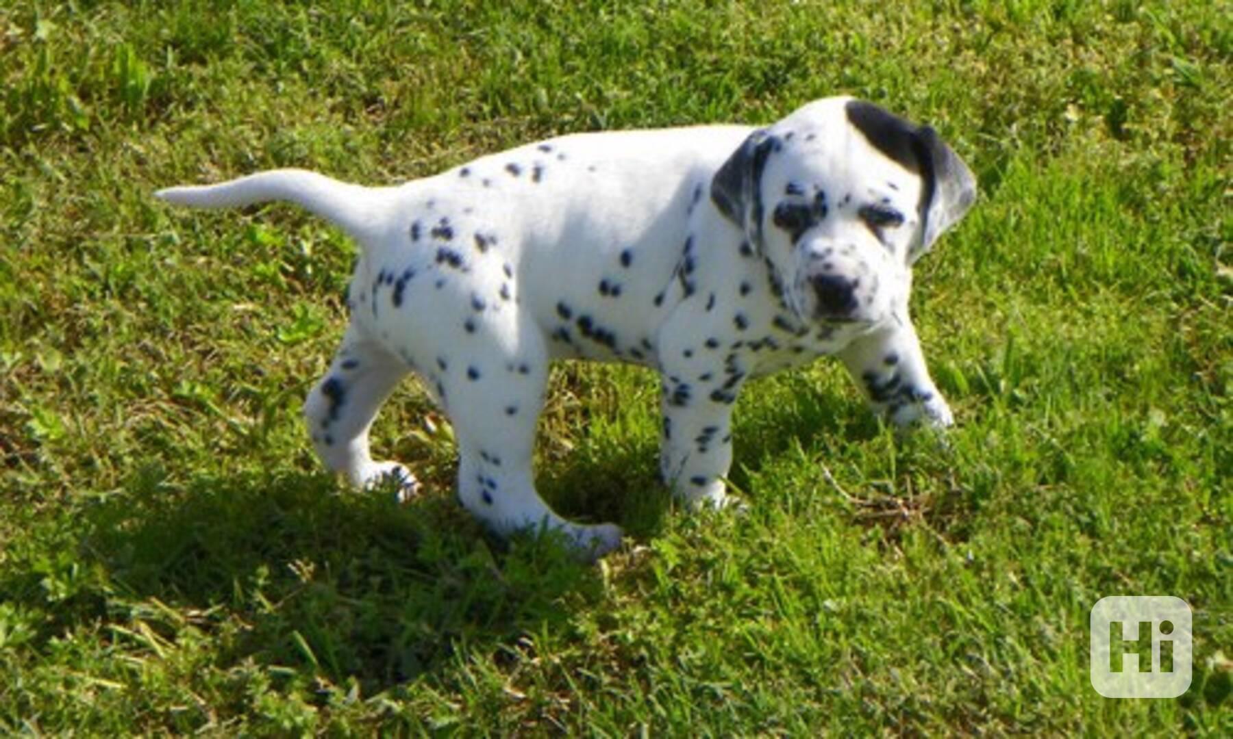 Štěňata dalmatina Wrinkle Shame. - foto 1
