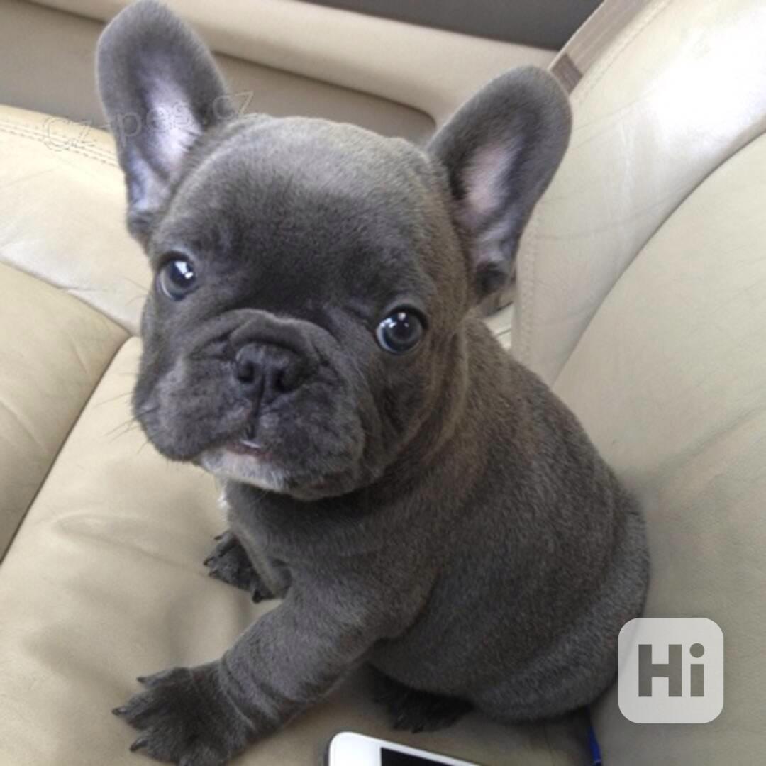 Rozkošní francouzští buldočci k adopci - foto 1