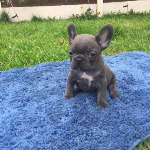 Rozkošní francouzští buldočci k adopci - foto 2