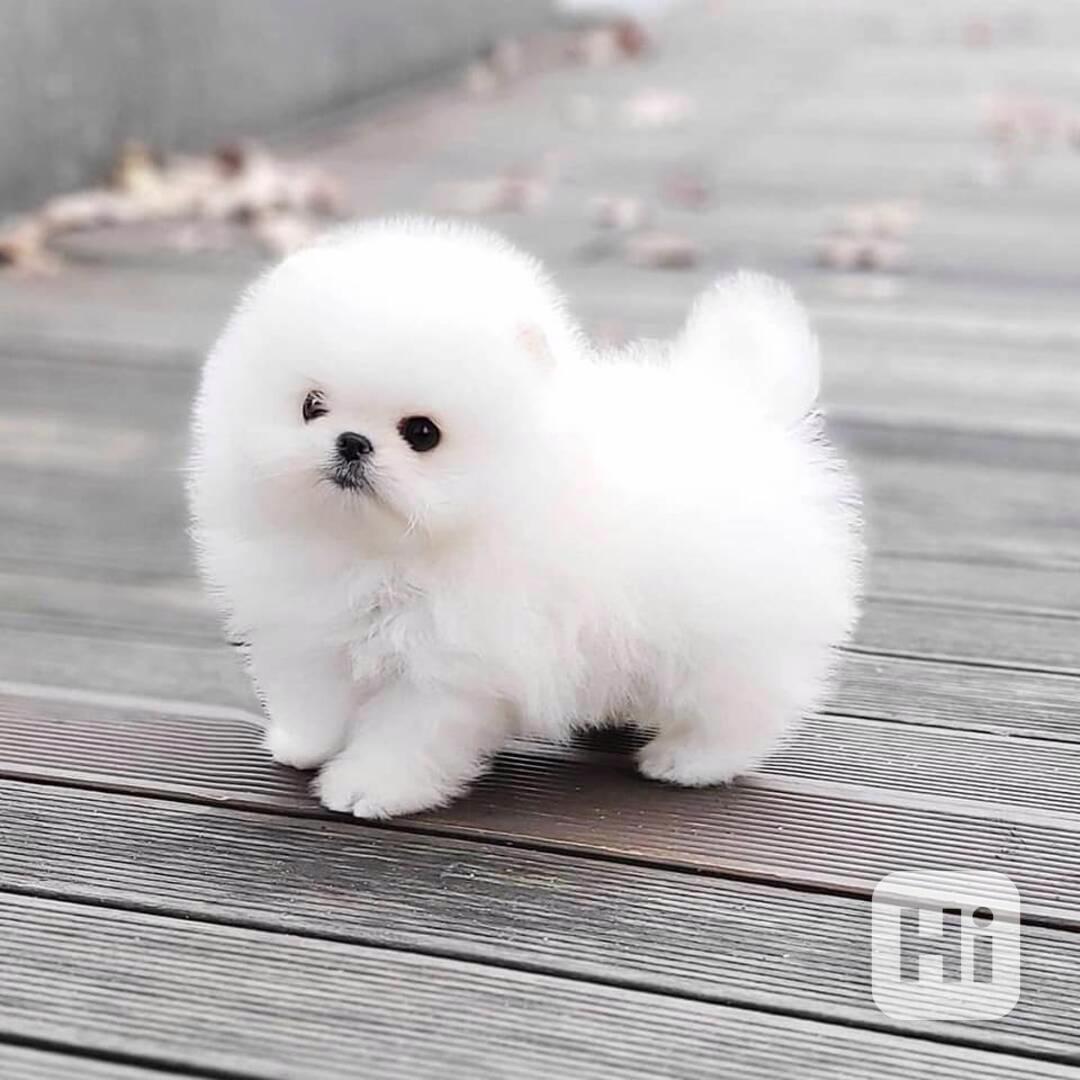 Malé štěňátko pomeraniana - foto 1