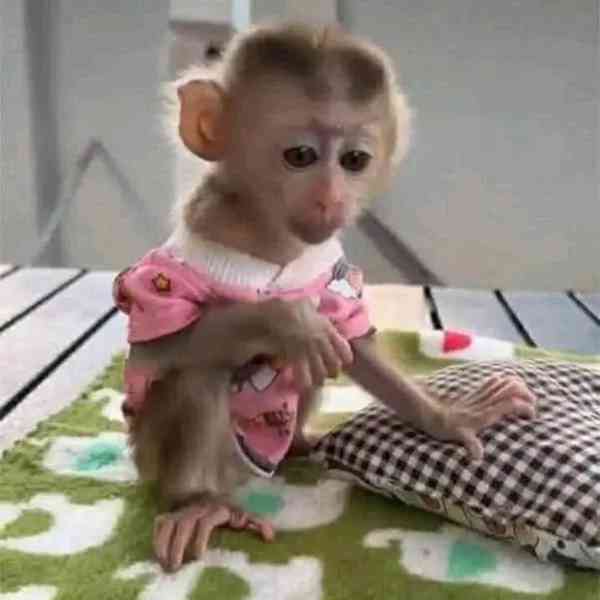  Znovunajímání nádherných kapucínských opice - foto 1