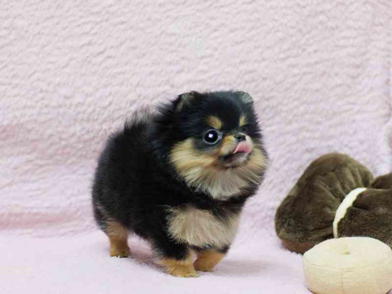 Prodám štěňátka německý špic trpasličí (pomeranian) - foto 3