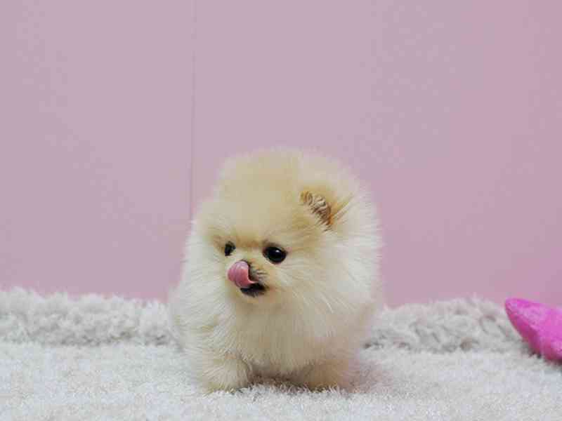 Prodám štěňátka německý špic trpasličí (pomeranian) - foto 2