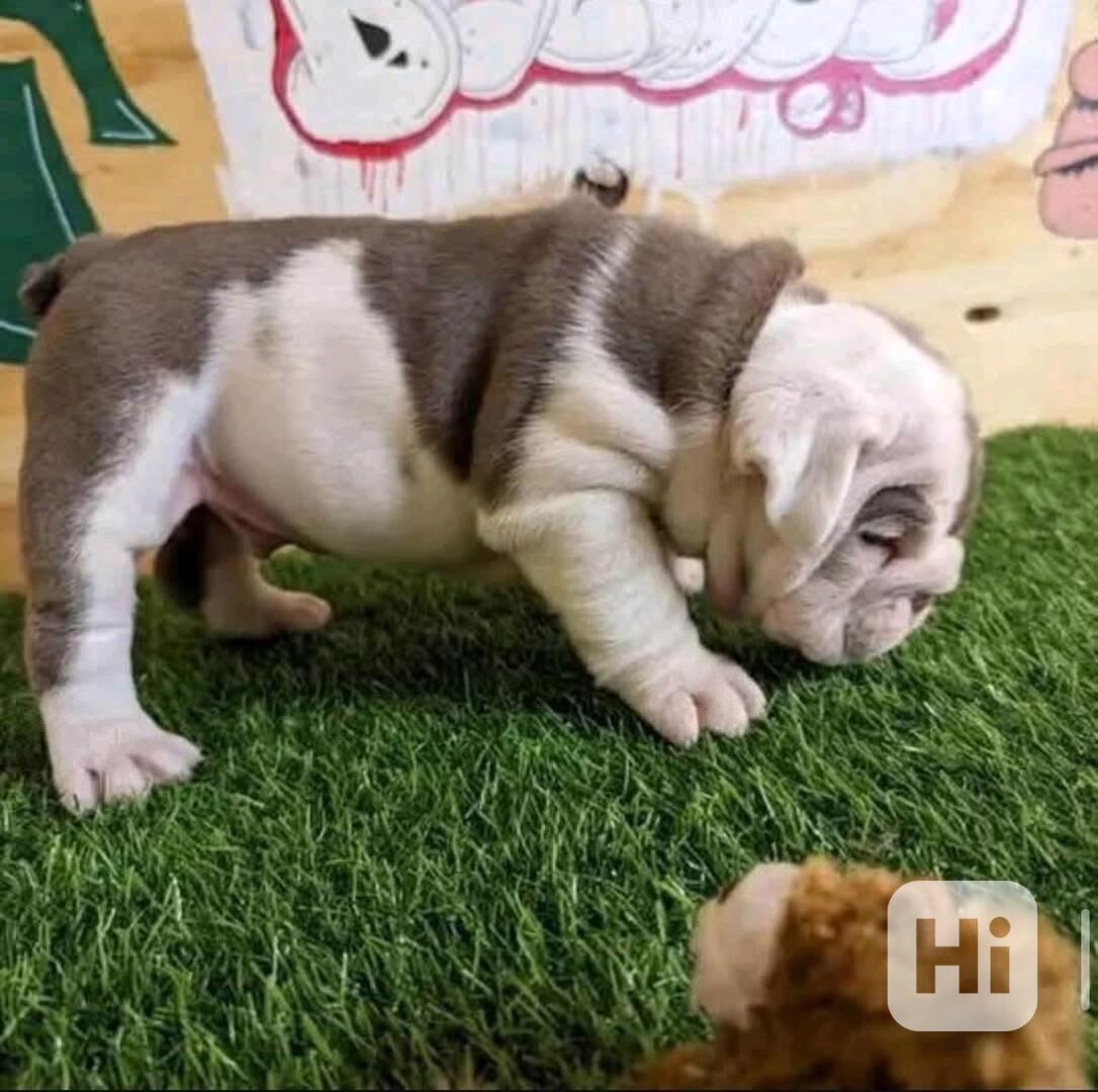  Mám k adopci tyto rozkošné, 12 týdnů staré papoušky šedé - foto 1