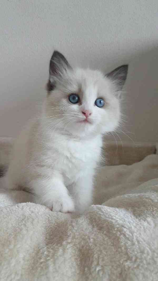  Zdarma ragdoll kotě k adopci hned teď   - foto 1