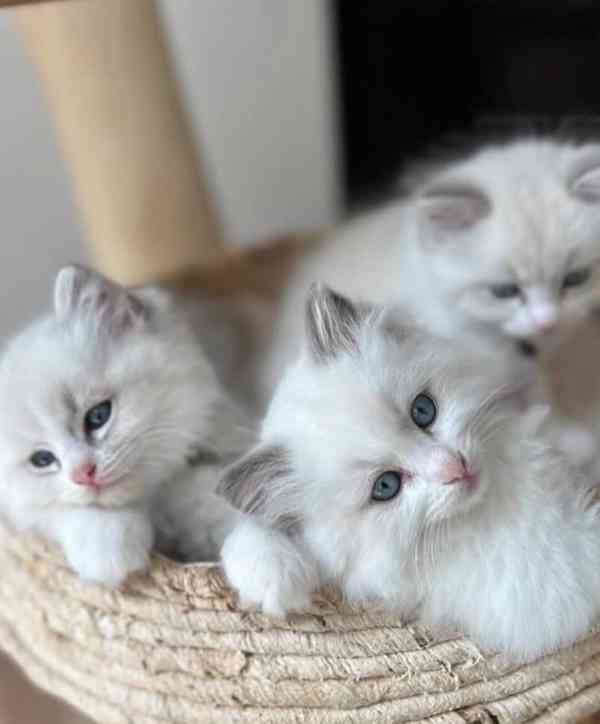  Zdarma ragdoll kotě k adopci hned teď   - foto 2