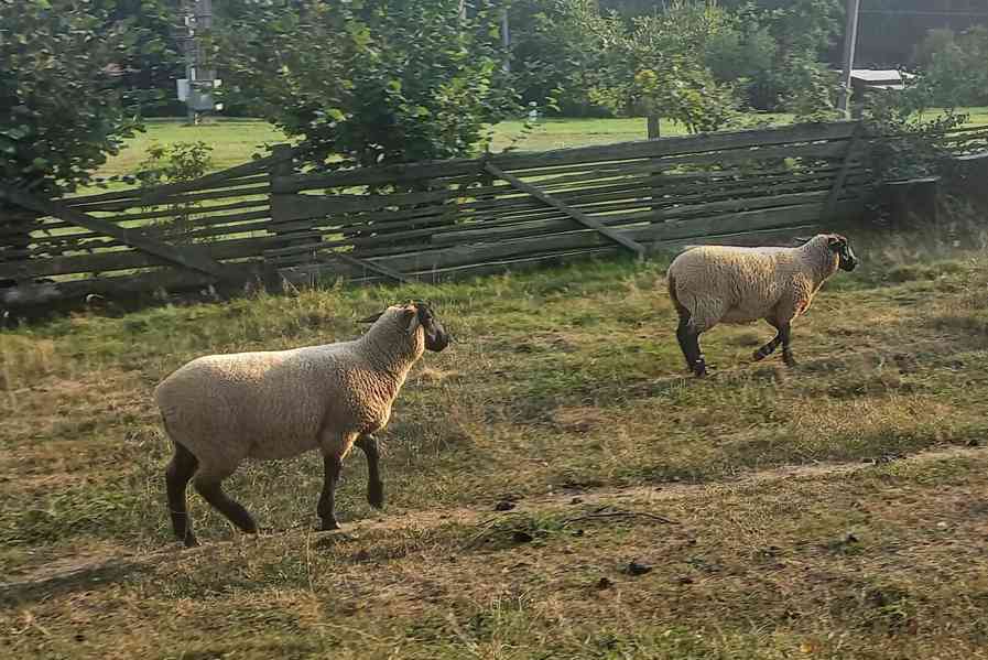 Prodám jehňata Suffolk. - foto 3