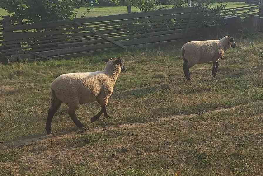 Prodám jehňata Suffolk. - foto 4