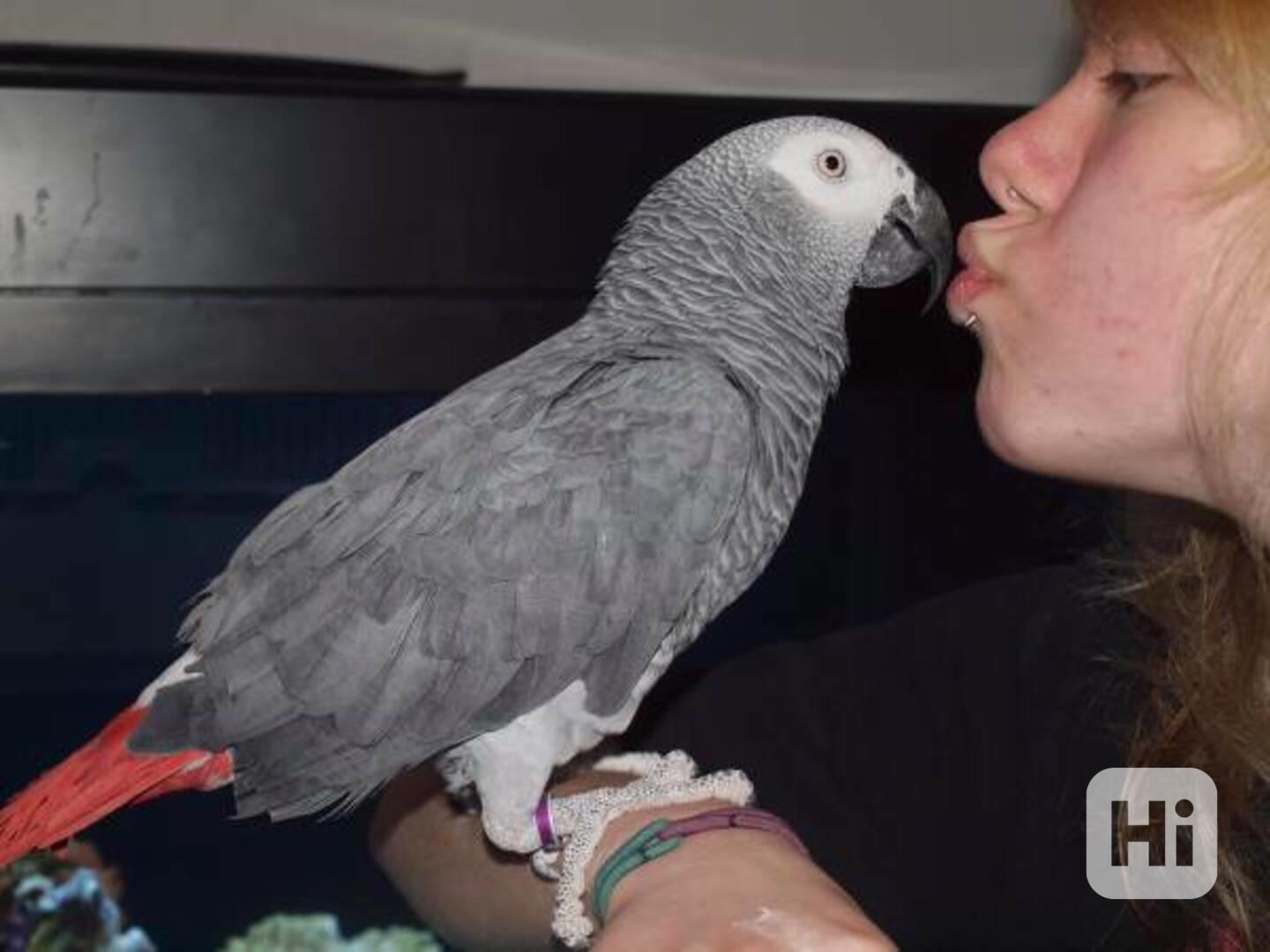 Zdraví afričtí šedí papoušci - foto 1